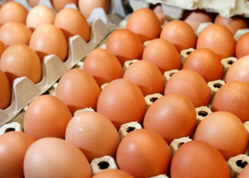 سعر كرتونة البيض اليوم الأربعاء 29 ديسمبر 2021 في مصر