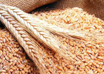 غرفة الحبوب :ارتفاع معدلات توريد القمح المحلي لـ 3.8 مليون طن حتى الآن