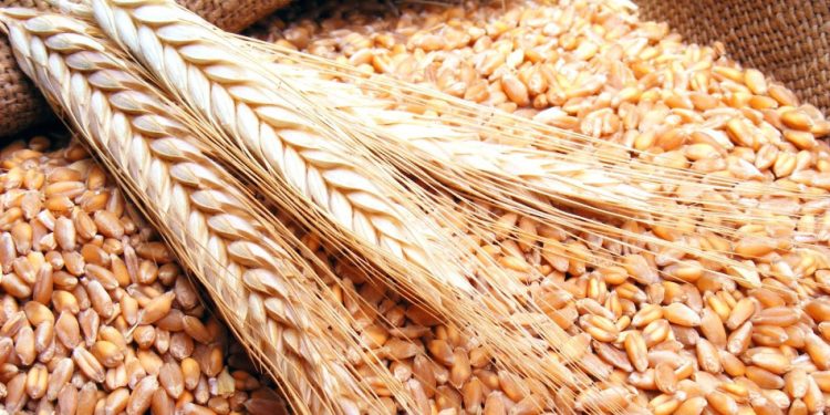 غرفة الحبوب :ارتفاع معدلات توريد القمح المحلي لـ 3.8 مليون طن حتى الآن