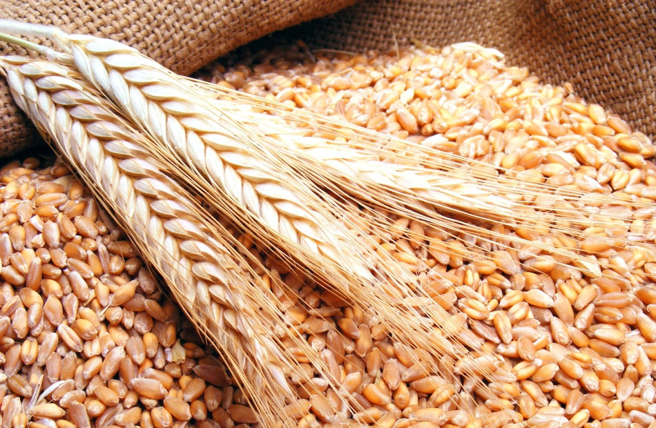 4.2 مليون طن واردات مصر من القمح الروسي في 11 شهر