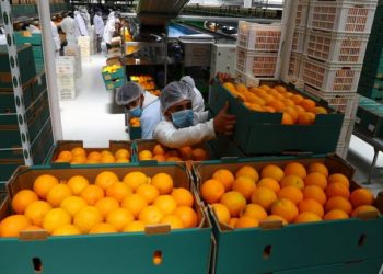 ارتفاع صادرات الحاصلات الزراعية إلى ملياري دولار خلال 8 أشهر