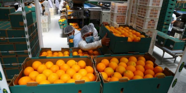 ارتفاع صادرات الحاصلات الزراعية إلى ملياري دولار خلال 8 أشهر