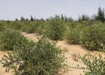 "جٌوجرين" : زراعة 3000 فدان زيتون مٌكثف جنوب العلمين