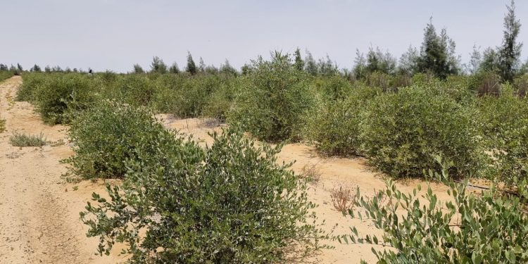 "جٌوجرين" : زراعة 3000 فدان زيتون مٌكثف جنوب العلمين