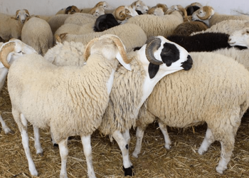 30% زيادة في أسعار الأضاحي 2022