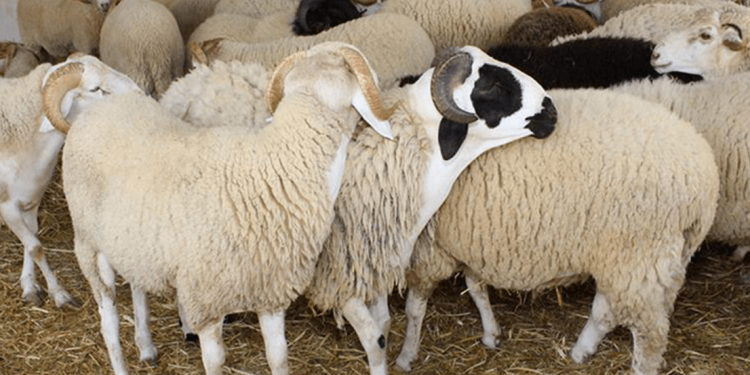 30% زيادة في أسعار الأضاحي 2022