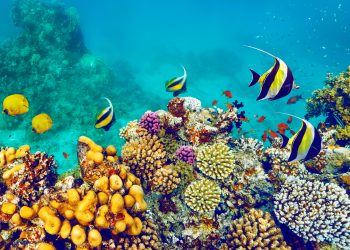 السياحة تتعاقد مع إحدى كبرى وكالات الإعلان الدولية لتنفيذ الحملة الترويجية للمقاصد المصرية