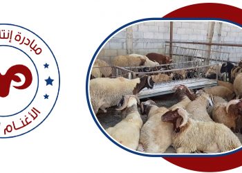 تستهدف 3000 رأس سنوياً .. محمد حمزة يطلق مبادرة "إنتاج اللحوم الأغنام البرقى"