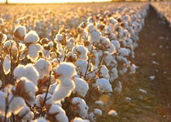 بمشاركة 14 شركة .. تفاصيل أول مزاد لبيع الأقطان في الفيوم للموسم الجديد 2022 / 2023