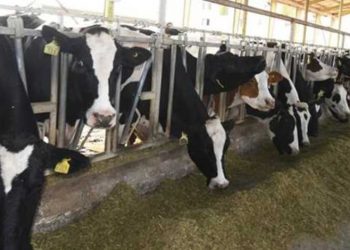 اتحاد التأمين يكشف أهمية استخدام موجات الراديو في تأمين الثروة الحيوانية