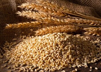 غرفة الحبوب : البورصة السلعية ساهمت في خفض سعر القمح الى 11 ألف جنيه للطن