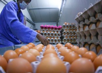عاجل .. حماية المنافسة يكشف تفاصيل إحالة 21 من كبار منتجى البيض للنيابة بتهمة الاتفاق على رفع الأسعار