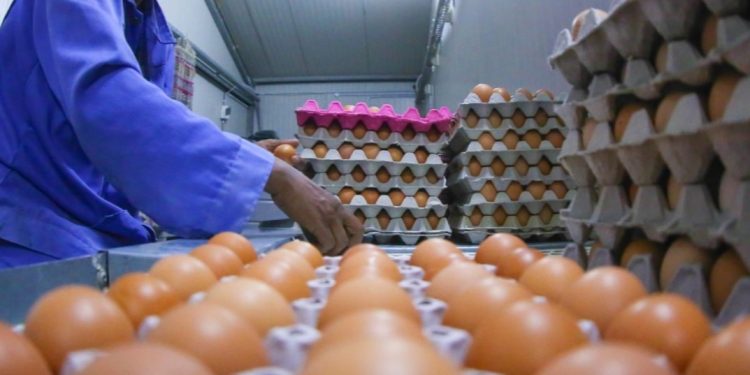 عاجل .. حماية المنافسة يكشف تفاصيل إحالة 21 من كبار منتجى البيض للنيابة بتهمة الاتفاق على رفع الأسعار