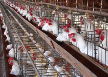 اسعار الدواجن اليوم الثلاثاء 24-9-2024 في الأسواق