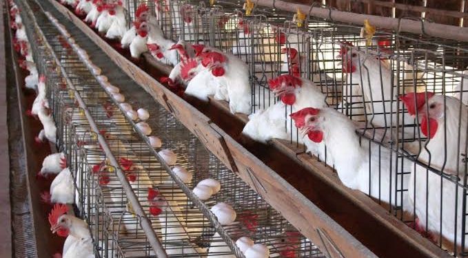 اسعار الدواجن اليوم الثلاثاء 24-9-2024 في الأسواق