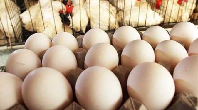 أسعار الدواجن و البيض اليوم الجمعة 20-12-2024 في مصر