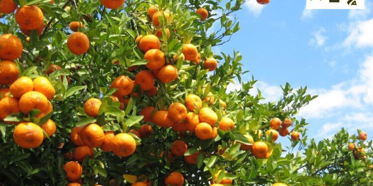 جهينه : مزرعة “الإنماء للتنمية الزراعية” تحصل على ثلاث شهادات دولية لتعزيز الاستدامة والجودة