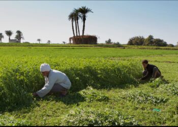 غرينبيس تدعو إلى استثمارات خضراء عادلة في مصر لضمان انتقال شامل للطاقة المتجددة