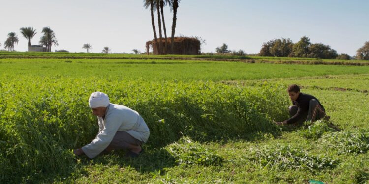 غرينبيس تدعو إلى استثمارات خضراء عادلة في مصر لضمان انتقال شامل للطاقة المتجددة