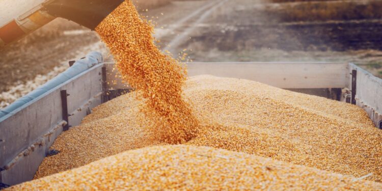 تراجع تاريخي في واردات القمح الحكومية بمصر لأدنى مستوى في 6 سنوات.. والقطاع الخاص يواصل التوريد