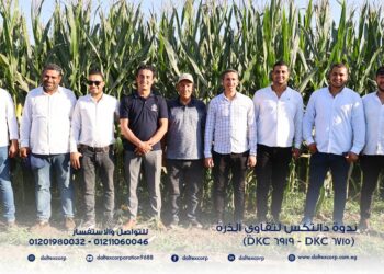دالتكس تكشف عن أداء استثنائي للذرة الهجينة ديكالب 6919 في تجربة ميدانية حقيقية