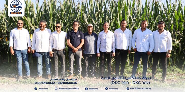 دالتكس تكشف عن أداء استثنائي للذرة الهجينة ديكالب 6919 في تجربة ميدانية حقيقية