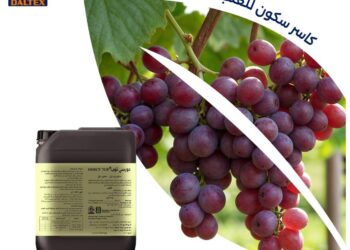 دالتكس تعلن فتح باب الحجز لدورسي توب.. كاسر طور السكون الأول في مصر