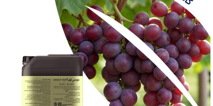 دالتكس تعلن فتح باب الحجز لدورسي توب.. كاسر طور السكون الأول في مصر