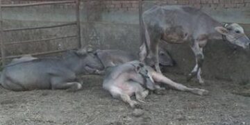 رئيس الخدمات البيطرية لـ”شريف عامر”: الحمى القلاعية تؤثر على إنتاج الألبان فقط ولا تهدد جودة اللحوم